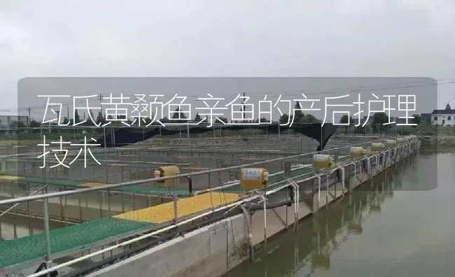 瓦氏黄颡鱼亲鱼的产后护理技术 | 淡水养殖