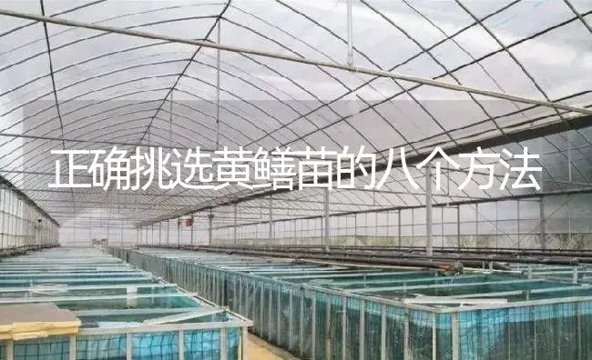 正确挑选黄鳝苗的八个方法 | 淡水养殖