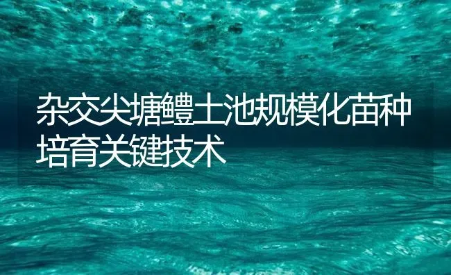 杂交尖塘鳢土池规模化苗种培育关键技术 | 淡水养殖