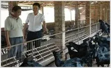 努比亚黑山羊养殖前景和养殖效益分析 | 养殖动物技术