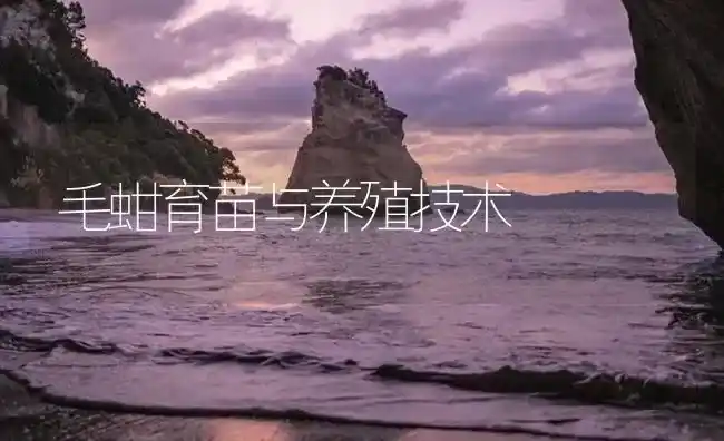 毛蚶育苗与养殖技术 | 海水养殖