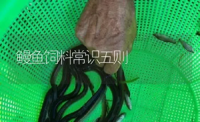 鳗鱼饲料常识五则 | 淡水养殖