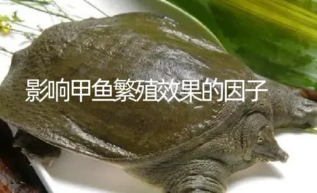 影响甲鱼繁殖效果的因子 | 淡水养殖