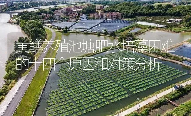 黄鳝养殖池塘肥水培藻困难的十四个原因和对策分析 | 淡水养殖