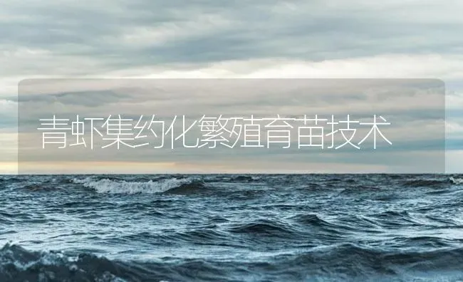 青虾集约化繁殖育苗技术 | 海水养殖