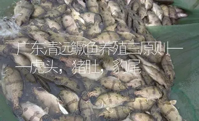 广东清远鳜鱼养殖三原则——虎头，猪肚，豹尾 | 淡水养殖