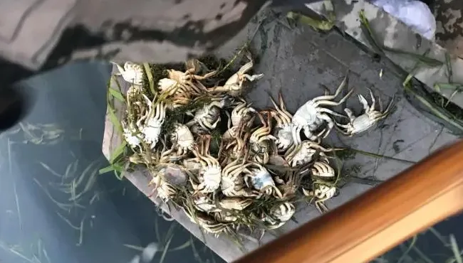 一张航拍图片告诉你，河蟹五壳面临的最大威胁