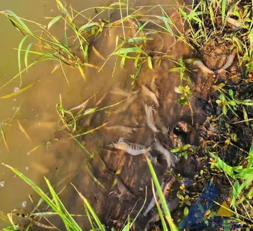 [每周一例]暴雨后，沙虾发生白斑综合征