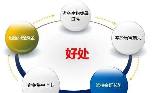 9月青虾养殖要点：水质管理和病害防治