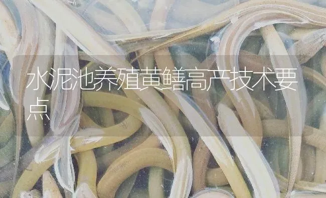 水泥池养殖黄鳝高产技术要点 | 淡水养殖