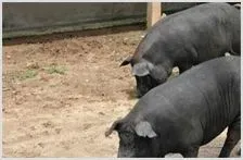 每公斤100-200元 生态黑猪卖价高 | 动物养殖资料
