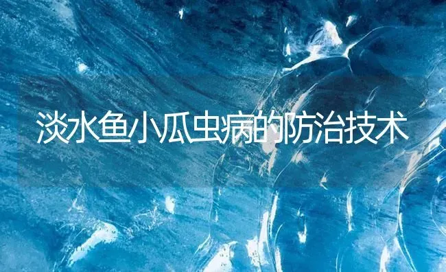 淡水鱼小瓜虫病的防治技术 | 养殖病虫害防治