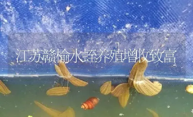 江苏赣榆水蛭养殖增收致富 | 特种养殖