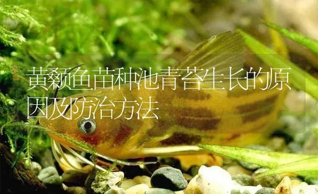 黄颡鱼苗种池青苔生长的原因及防治方法 | 淡水养殖