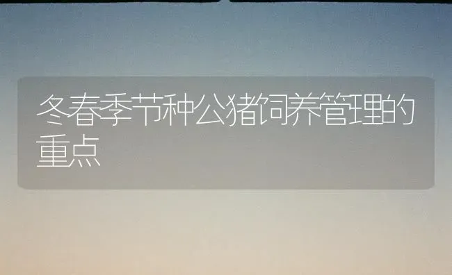 冬春季节种公猪饲养管理的重点 | 家畜养殖