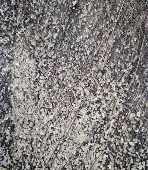 加州鲈鱼苗孵化过程大揭秘