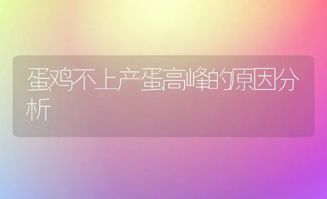 蛋鸡不上产蛋高峰的原因分析 | 家禽养殖