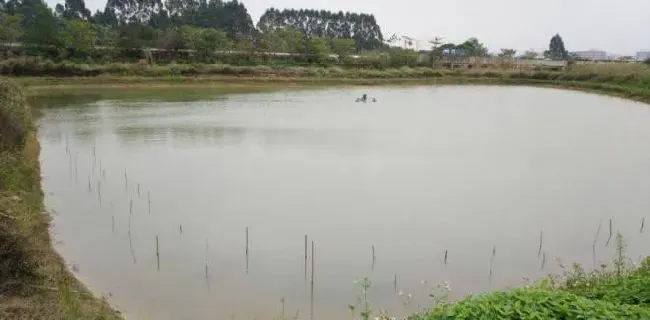 加州鲈鱼苗孵化过程大揭秘
