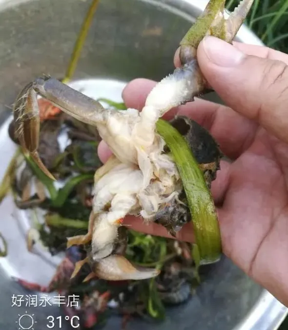 高温持续，螃蟹上边上草上岸后的池塘管理要点