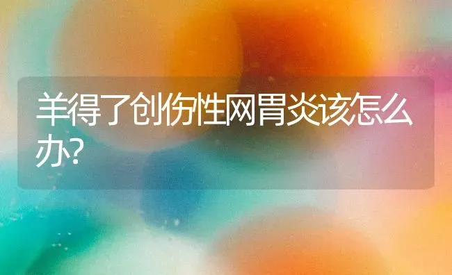 羊得了创伤性网胃炎该怎么办？ | 家畜养殖