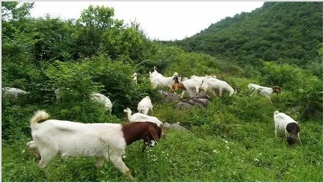 波尔山羊引种初期的管理方法 | 动物养殖知识