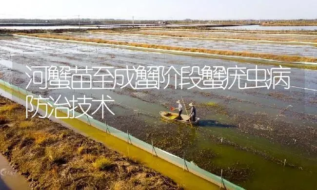 河蟹苗至成蟹阶段蟹疣虫病防治技术 | 淡水养殖