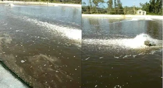 水产养殖户要认清“倒藻”的成因与危害，做好有效预防与应对