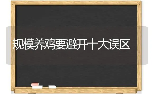 规模养鸡要避开十大误区 | 家禽养殖