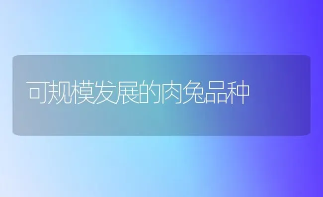 可规模发展的肉兔品种 | 家畜养殖