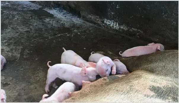 养猪对于猪种饲喂消毒的技巧分享 | 农业养殖技术