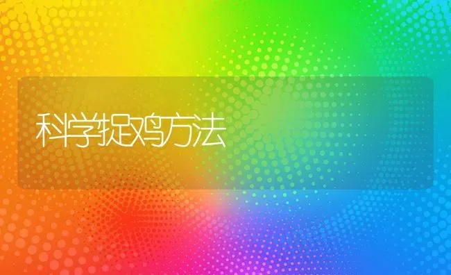 科学捉鸡方法 | 家禽养殖