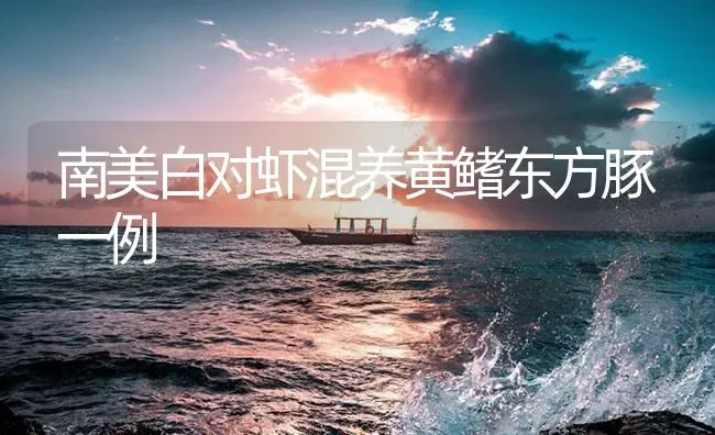 南美白对虾混养黄鳍东方豚一例 | 海水养殖