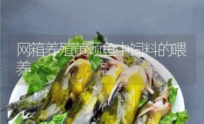 网箱养殖黄颡鱼中饲料的喂养 | 淡水养殖