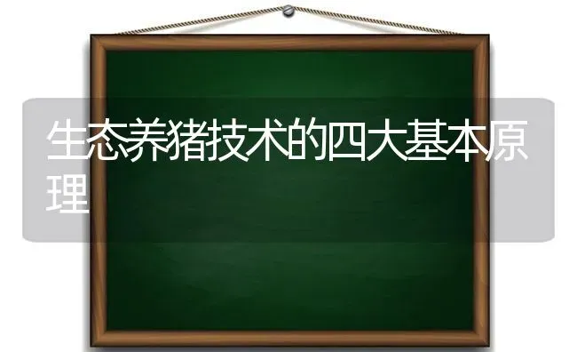 生态养猪技术的四大基本原理 | 家畜养殖