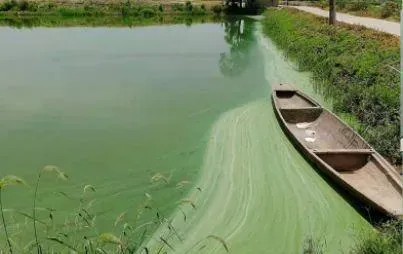 【淡水鱼专题】养殖中后期池塘幔子多，怎么办？