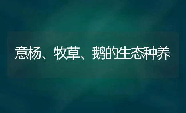 意杨、牧草、鹅的生态种养 | 家禽养殖