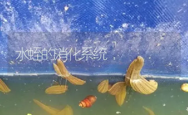 水蛭的消化系统 | 特种养殖