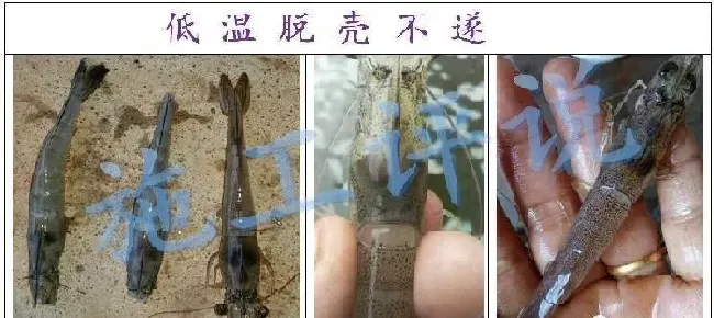 冬棚虾水质和疾病预防管理