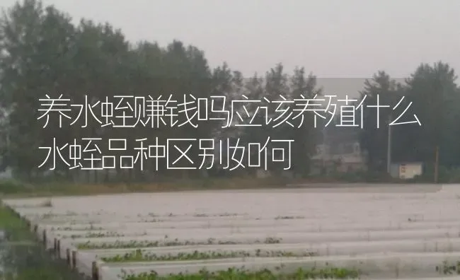 养水蛭赚钱吗应该养殖什么水蛭品种区别如何 | 特种养殖