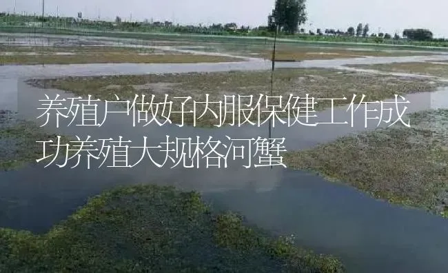 养殖户做好内服保健工作成功养殖大规格河蟹 | 淡水养殖