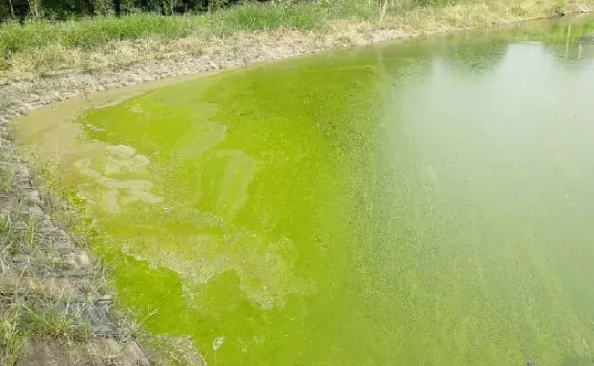 【淡水鱼专题】养殖中后期池塘幔子多，怎么办？