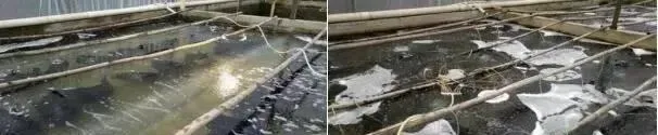 加州鲈鱼苗孵化过程大揭秘