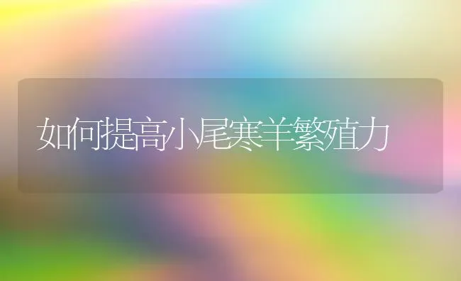 如何提高小尾寒羊繁殖力 | 家畜养殖