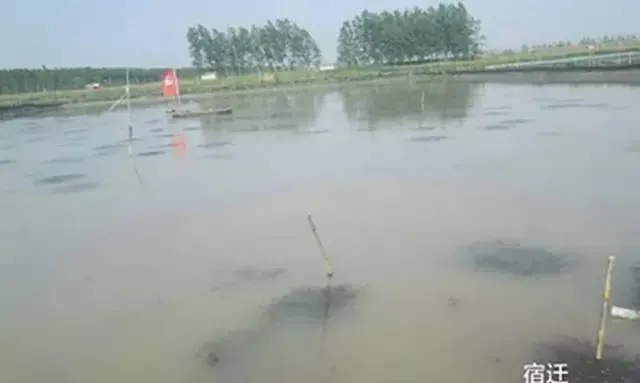 河蟹生长关键期遇上梅雨天，一线技术专家给你的八大建议