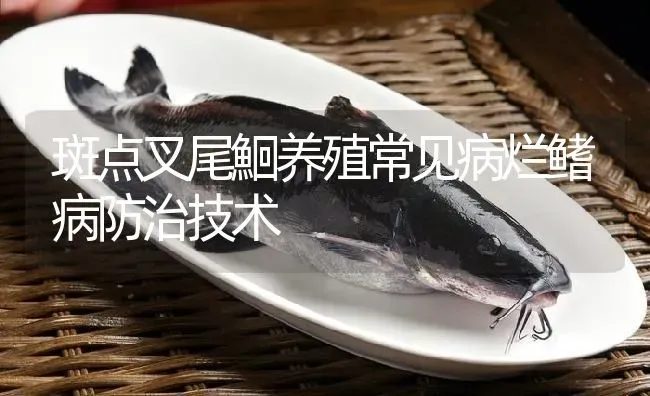 斑点叉尾鮰养殖常见病烂鳍病防治技术 | 淡水养殖