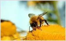 阿贤蜜蜂生态养生基地纪实 | 农业养殖技术