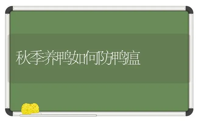 秋季养鸭如何防鸭瘟 | 家禽养殖