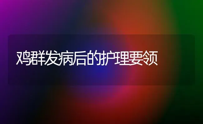 鸡群发病后的护理要领 | 家禽养殖