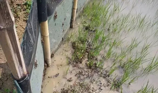 河蟹生长关键期遇上梅雨天，一线技术专家给你的八大建议
