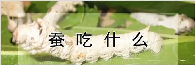 蚕吃什么 | 动物养殖知识